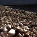 Shell beach | západní Austrálie