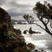 Pohutukawa | Nový Zéland